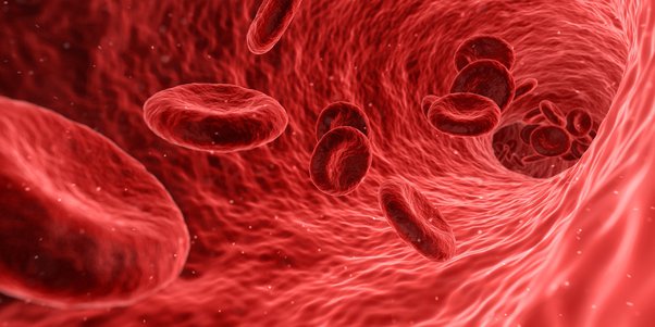 ¿Cómo se distribuye la sangre en el cuerpo humano?
